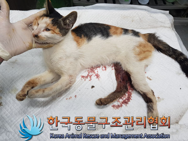 한국동물구조관리협회_441409202301822